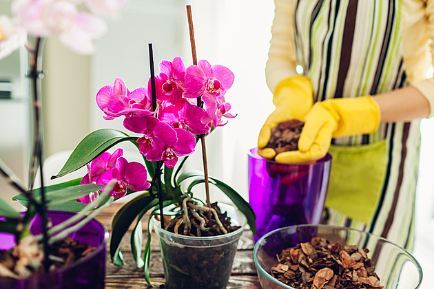 Zachraňte svou orchidej. Průvodce správným přesazováním pro bohaté květy