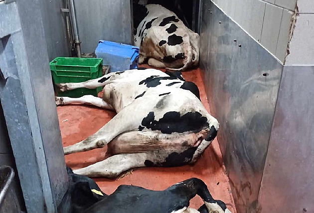 Nemohoucí krávy tahá na jatka naviják, veterináři se obrátí na policii