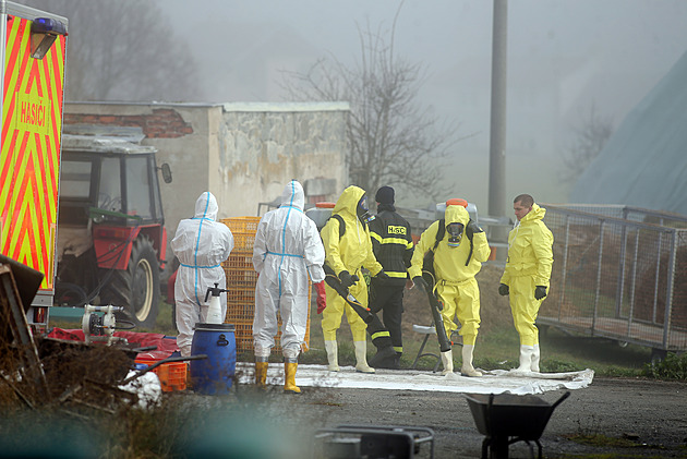 Na Třebíčsku utratili 18 tisíc kachňat, další ohnisko ptačí chřipky bude následovat