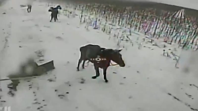 Záběry ukrajinské likvidace ruské kavalerie. Okupant před smrtí spadl z koně, zvíře přežilo