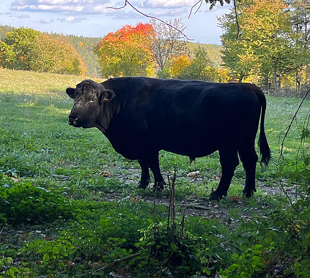 Býk zranil dva dospělé a dítě. Ti mu přitom zrovna pomohli z nesnází
