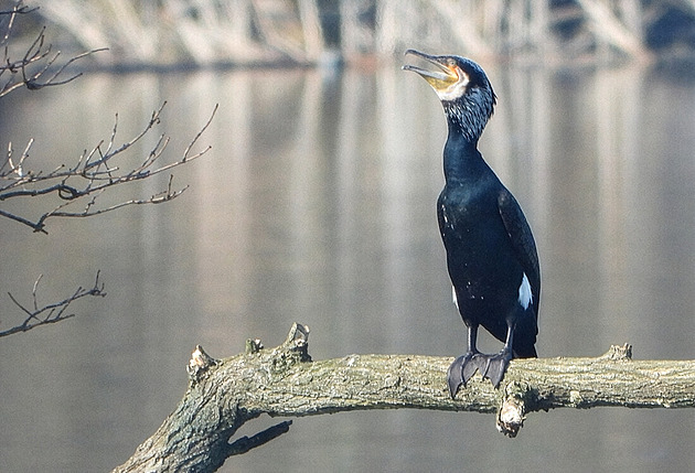 „Černá smrt řek“. Kormoráni přesunuli svůj lov, rybáři mluví o genocidě