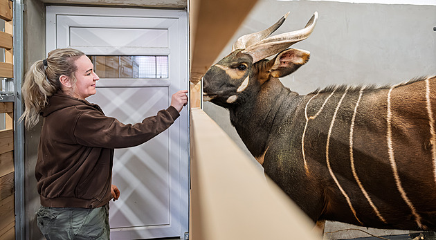 Zpátky do Afriky. Dvorská zoo připravuje přesun čtveřice samců z Evropy