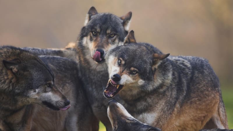 Vlk pokousal ženu přímo uprostřed Hamburku. Zatím není jasné, jestli ve městě žije celá smečka