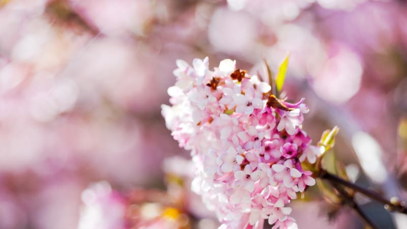 Čeští ovocnáři se chystají na vlnu mrazů: Bojovat budou hlavně o záchranu meruněk a třešní