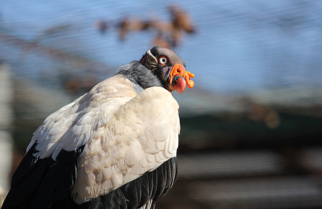 Posvátný pták Mayů potřeboval v Ostravě pomoc s líhnutím, kondoři mají sedmé mládě