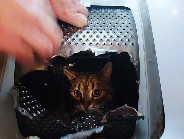 Kocour uvázl v bubnu pračky. Hasiči za jeho vysvobození dostali sladkou odměnu