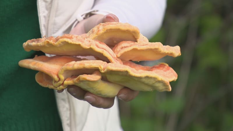 Houbaři vyrážejí do lesů. Po deštích rostou kováři, oblíbené májovky, ale i méně známé druhy