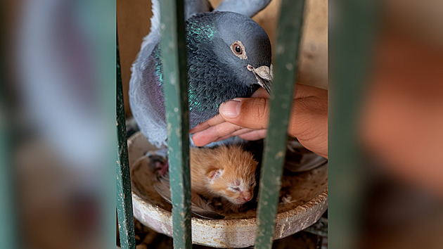 Sociální sítě dojala nevšední adopce. Opuštěná koťata našla domov u holubice