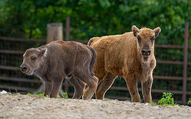 Radost v zoo. Malí zubři už skotačí ve výběhu. Ve volné přírodě jsou vyhubení
