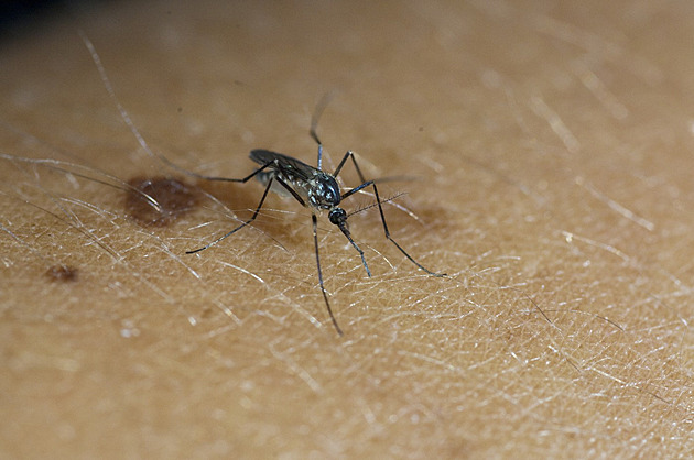 Moc piva i cvičení. Vědci přišli na to, co z nás dělá magnet na komáry